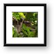 Sloth hanging out and smiling in the trees Framed Print