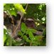 Sloth hanging out and smiling in the trees Metal Print