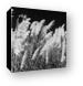 Pampas Grass Black and White Canvas Print