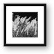 Pampas Grass Black and White Framed Print