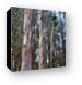 Colorful bark of the Eucalyptus tree Canvas Print