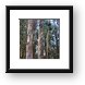 Colorful bark of the Eucalyptus tree Framed Print