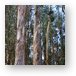Colorful bark of the Eucalyptus tree Metal Print