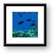 Some dark Triggerfish above the hard corals Framed Print