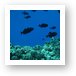Some dark Triggerfish above the hard corals Art Print