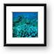 Arc eye hawkfish sitting on coral Framed Print