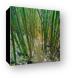 Thick bamboo forest Canvas Print