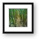 Thick bamboo forest Framed Print