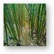 Thick bamboo forest Metal Print