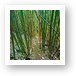 Thick bamboo forest Art Print