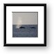 Pair of Humpback whales Framed Print