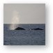 Pair of Humpback whales Metal Print