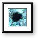 Sea urchin Framed Print