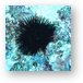 Sea urchin Metal Print