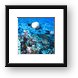 White-spotted Damsel fish Framed Print
