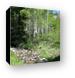 Aspen forest in the La Sal mountains Canvas Print