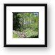 Aspen forest in the La Sal mountains Framed Print