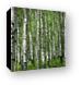 Aspen forest in the La Sal mountains Canvas Print