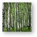 Aspen forest in the La Sal mountains Metal Print