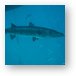 Barracuda hanging out under our boat Metal Print