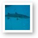 Barracuda hanging out under our boat Art Print