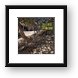 The Baths - trail to cave and Devils Bay Framed Print
