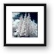 Four Tropical Pines Infrared Framed Print