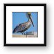 Brown Pelican Framed Print