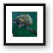 Leatherback Sea Turtle Framed Print