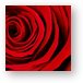 A Rose for Valentine's Day Metal Print