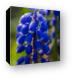 Grape Hyacinth Canvas Print