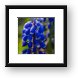 Grape Hyacinth Framed Print