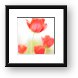High Key Tulips Framed Print