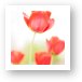 High Key Tulips Art Print