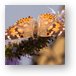 Painted Lady Butterfly Metal Print