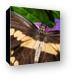 Giant Swallowtail Butterfly Canvas Print