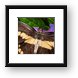 Giant Swallowtail Butterfly Framed Print