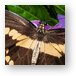 Giant Swallowtail Butterfly Metal Print