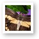 Giant Swallowtail Butterfly Art Print