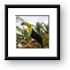 Tucan Bird Framed Print