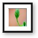 Flower Bud Macro Framed Print