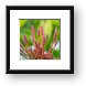 Flower Buds Framed Print