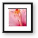 Pink Hibiscus Macro Framed Print