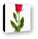 One Red Rose Canvas Print