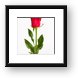 One Red Rose Framed Print
