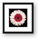 White and Red Gerbera Daisy Framed Print