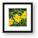 Three Daffodils in Blooming Periwinkle Framed Print