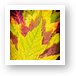 Autumn Maple Leaves Art Print