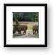 White Rhinos Framed Print