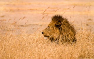 Lion on Safari photograph